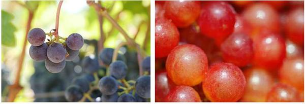 Juice Beauty UK | Grapes on Vine